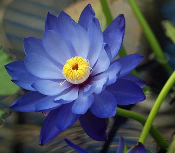 Organické Blue Lotus Sušené Celé Kvitne Kvet Nymphaea Caerulea