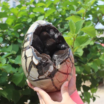 Prirodzené zakrivenie vybavenie výrobkov Korytnačka zrna kameň vajcia Loptu Septarian uzol Fosílnych Liečivý Kryštál kremeňa