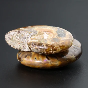 Skutočné Ammonite Conch Slimák Shell Fosílnych Ozdoby Biológie Učenia Odber Remesiel Degaussing Paperweight Domova